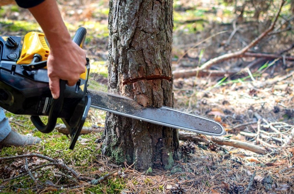 Professional tree cutting process
