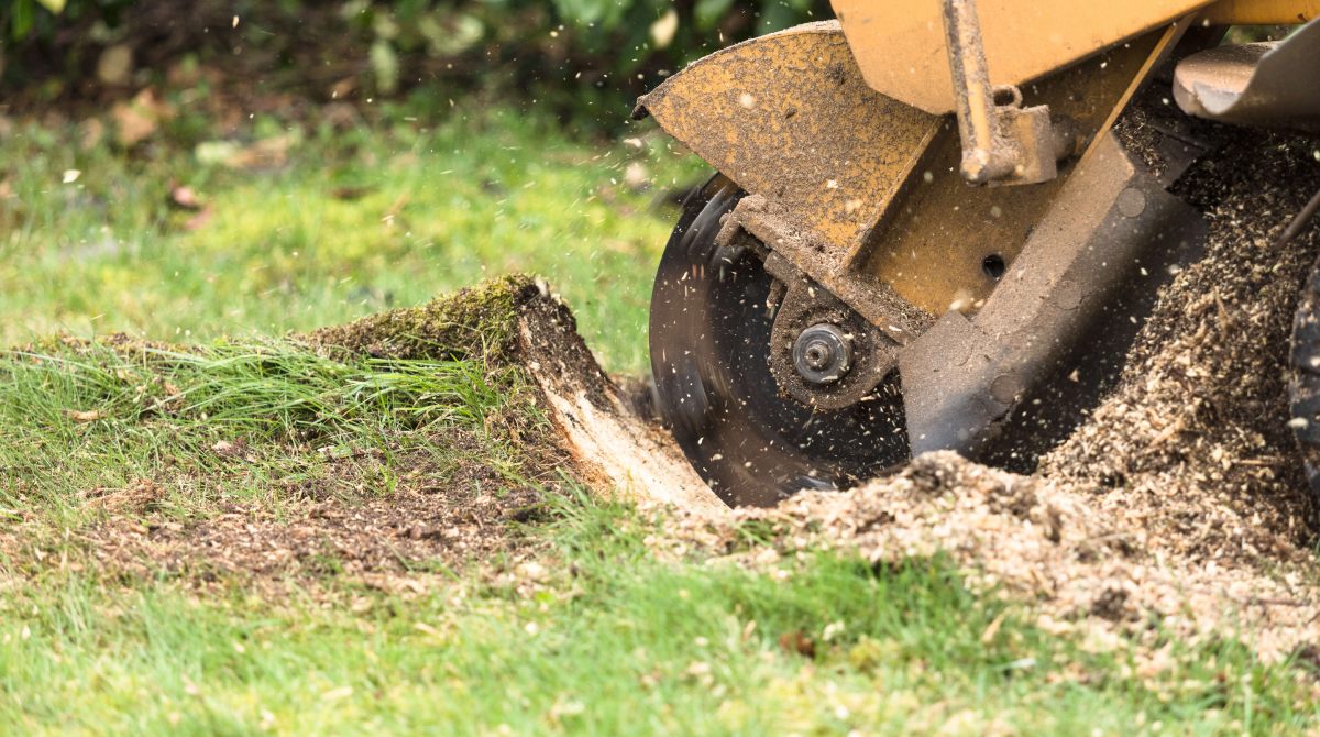 Stump grinding process