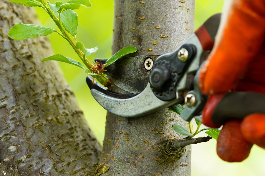 Tree pruning demonstration