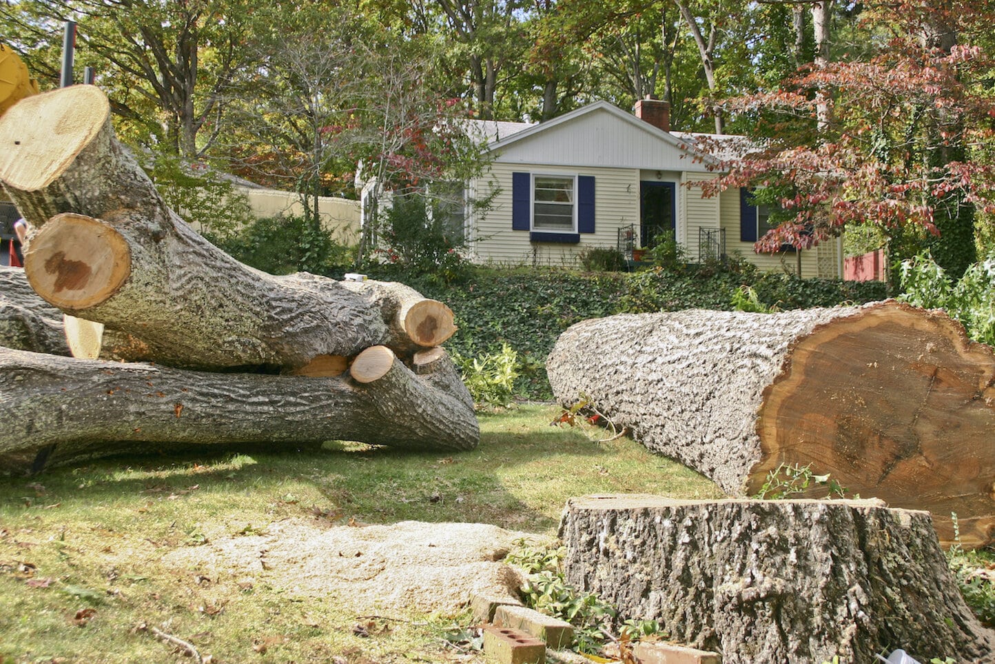 Safe tree removal process