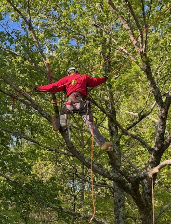 Tree Removal